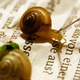 Illustration for article titled Forgetful snails could tell us about how our memories work